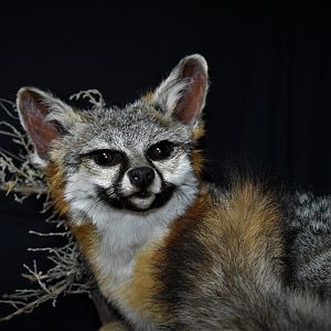 Fox Full Mount Taxidermy