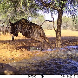 Jumping Buffalo