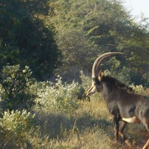 Sable Antelope South Africa