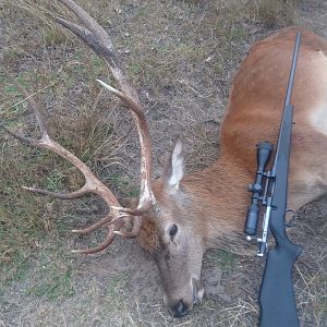 Australia Hunting Red Stag