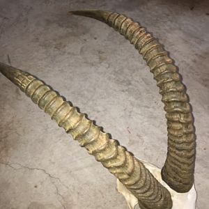 Re-conditioning Horns