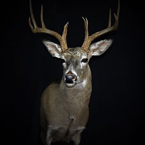 South Texas White-tailed Deer Shoulder Mount Taxidermy