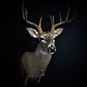 South Texas White-tailed Deer Shoulder Mount Taxidermy