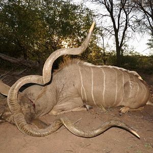 56" Inch Kudu Hunt Namibia