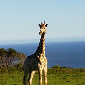 Giraffe South Africa