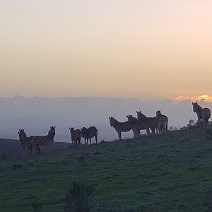 Burchell's Plain Zebra at the dusk of dawn