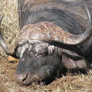 Hunting Cape Buffalo in South Africa