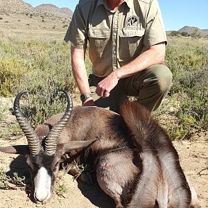Hunting Black Springbok in South Africa