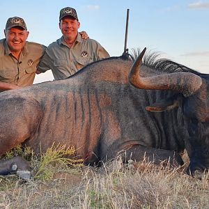 Hunt Blue Wildebeest in South Africa