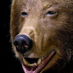 Brown Bear Full Mount Taxidermy