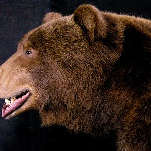 Brown Bear Full Mount Taxidermy