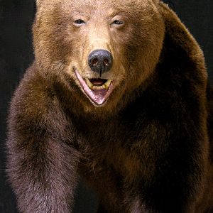 Brown Bear Full Mount Taxidermy