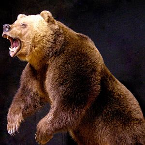 Russian Brown Bear Full Mount Taxidermy