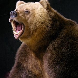 Russian Brown Bear Full Mount Taxidermy