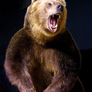 Russian Brown Bear Full Mount Taxidermy