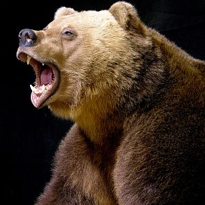 Russian Brown Bear Full Mount Taxidermy