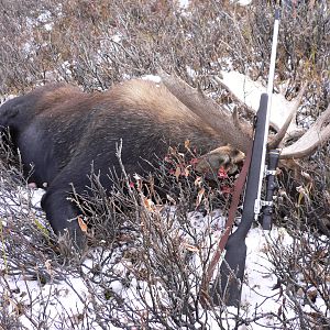 Canada Hunt Moose