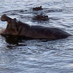 Hippos in the Zambezi river Zimbabwe