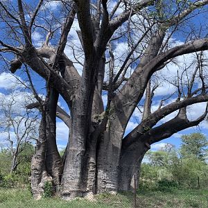 Boabab Tree Zimbabwe