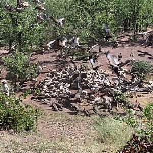 Vultures Feeding Program Zimbabwe