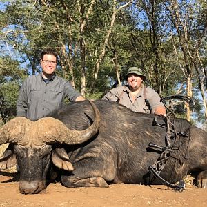 South Africa Bow Hunting Cape Buffalo