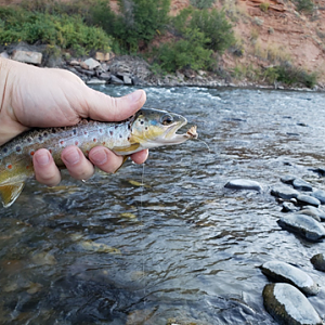 Fishing Brown Trout in Wyoming USA
