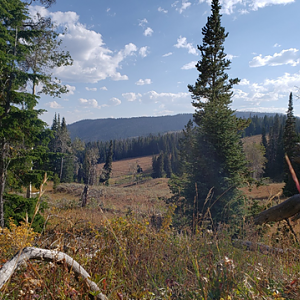 Wyoming Archery Elk Hunt 2018