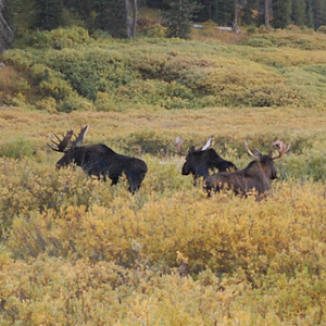 Wyoming Archery Elk Hunt 2018