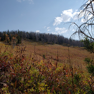 Wyoming Archery Elk Hunt 2018