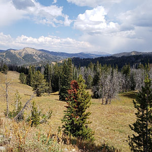 Wyoming Archery Elk Hunt 2018