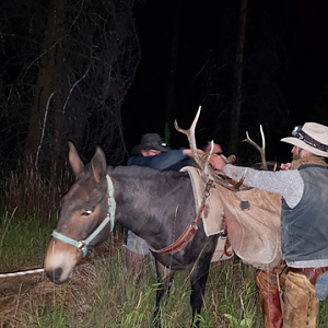 Wyoming Archery Elk Hunt 2018