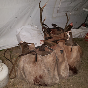Wyoming Archery Elk Hunt 2018