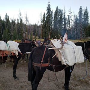 Wyoming Archery Elk Hunt 2018