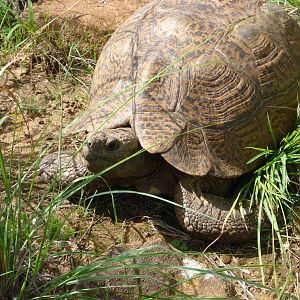 Leopard Tortoise South Africa