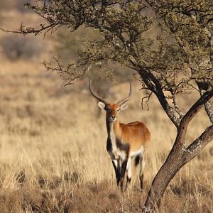 Lechwe South Africa