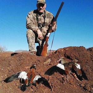 Hunt Egyptian Geese in South Africa