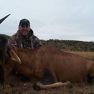 Red Hartebeest Hunting South Africa