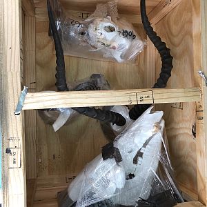 Taxidermy Crate packed inside