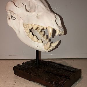 Brown Hyena European Skull Mount Taxidermy