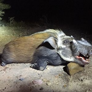 Bushpig Hunting South Africa