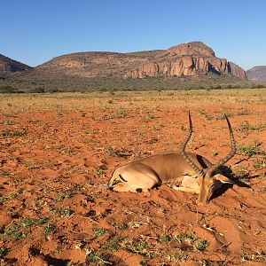 Hunt Impala in South Africa