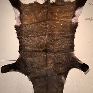 Bushbuck Hide Taxidermy