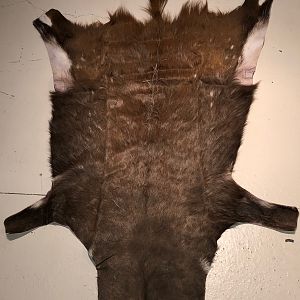 Bushbuck Hide Taxidermy