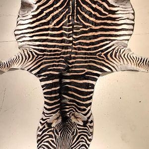 Burchell's Plain Zebra Rug Taxidermy