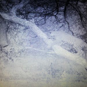 Namibia Trail Cam Pictures Leopard