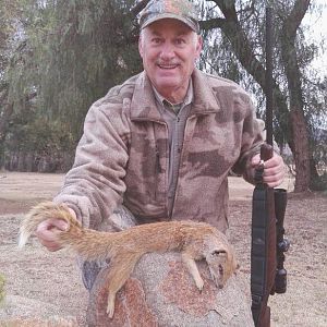 South Africa Hunting Yellow Mongoose