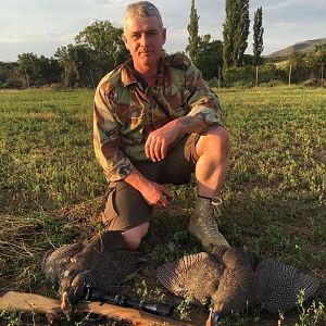 South Africa Hunting Guineafowl