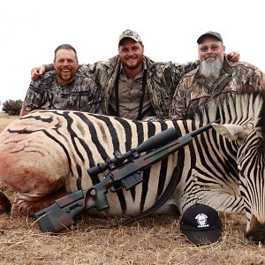 Burchell's Plain Zebra Hunting South Africa