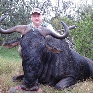 Hunting Blue Wildebeest in South Africa