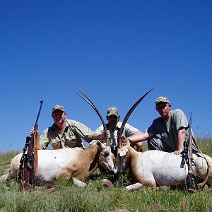 Scimitar Oryx Hunt South Africa